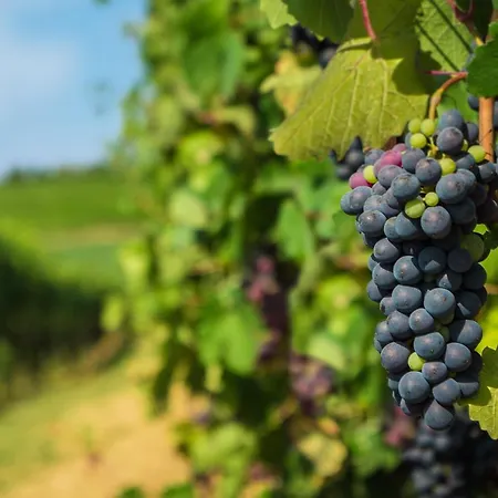 Ca Dell'ebbro Vignale Monferrato